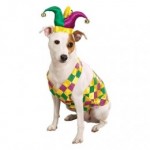 Dog wearing colorful jester costume.